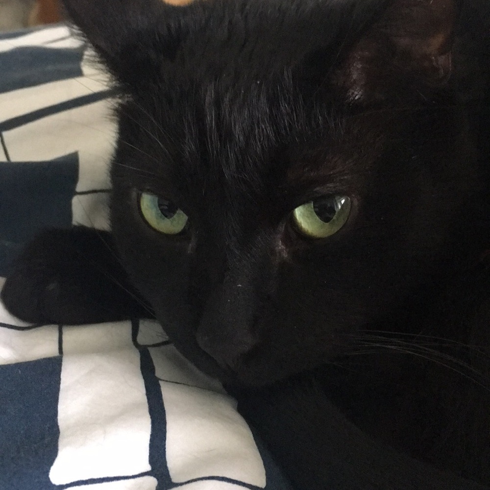 Meet your Posher, Abby